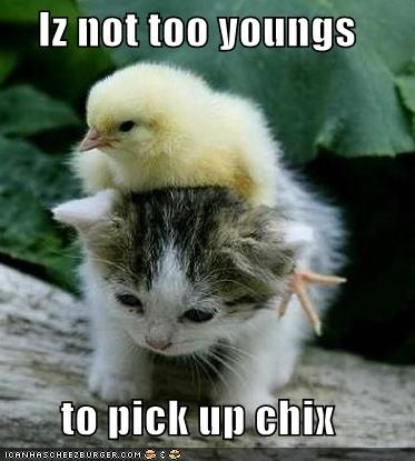 funny-pictures-kitten-is-not-too-young-for-chicks.jpg