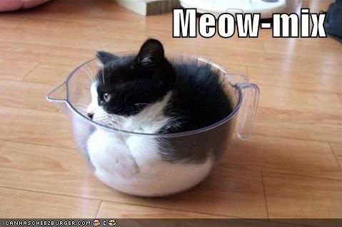 funny-pictures-kitten-mixing-bowl.jpg