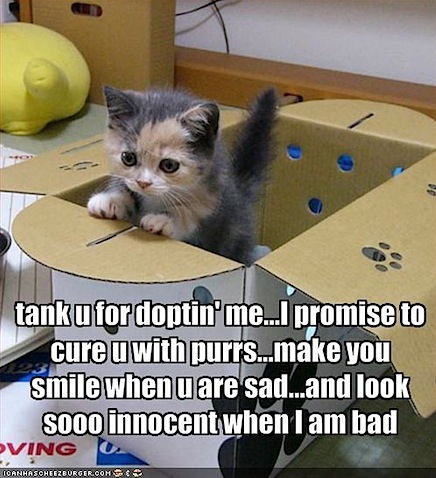 funny-pictures-kitten-is-thankful-that-he-is-adopted.jpg
